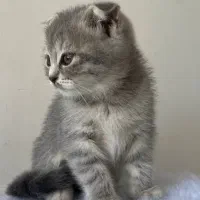 بلو گلد نمک نژاد اسکاتیش