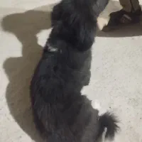 سگ پاکوتاه حرف گوش کن ناز