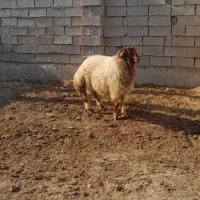 قوچ ،نرمیش، بره ،گوسفند