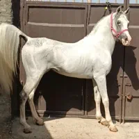 نریون سواریدار