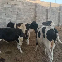 گوساله
