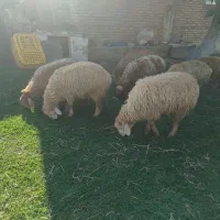 بره گوشتی