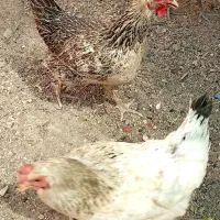 مرغ تخمگذار