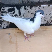 کبوتر