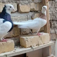 کبوتر طوقی