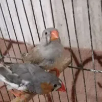 پرنده|پرنده|سبزوار, قائم|دیوار