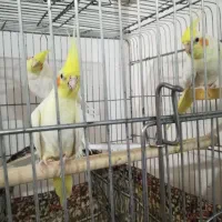 سه عدد عروس هلندی