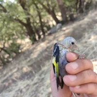 سهره