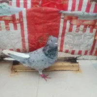 فروش کبوتر رنگی ۵ عدد