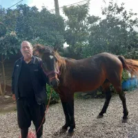 فروش انواع اسب های محلی خزری اهلی وحشی