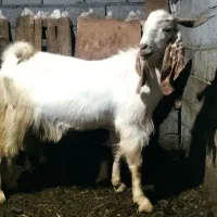 بز نر پاکستانی گوسفند
