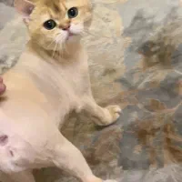 گمشده