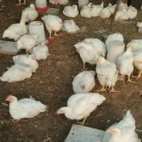 مرغ گوشتی ارگانیک