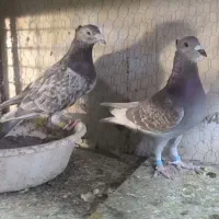 6جفت کفتر