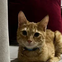 واگذاری مخمل خان