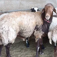 قوچ همو اصل با برگ آزمایش
