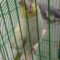عروس هلندی