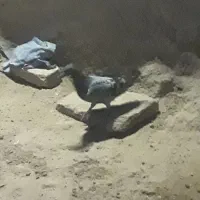 4کبوتر ساده با قیمت مناسب