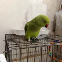 طوطی ملنگو سخنگو