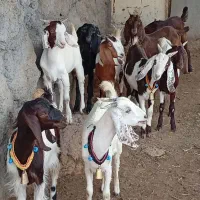 9راس کولار بزغاله بزرگ خوشگل نژاد دوقلو زا وشیرا