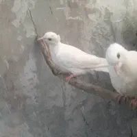 عروس  کتوله گرین کتوله مرغ عشق فنچ نرگس قناری خرید