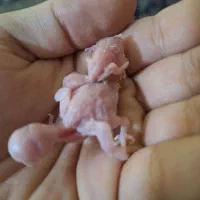 جوجه مرغ عشق هلندی، سرلاک