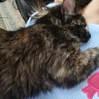 گربه دی اس اچ واگذاری