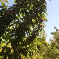 باغ-هزارمتری-خوانسارک-پیربکران