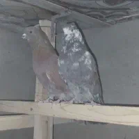 کپوتر