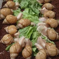 حلزون آچاتینا و آلبینو