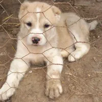 توله الابای نیز قبل از سن بلوغ هم باهوش