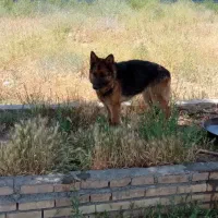 سگ ژرمن شپرد ماده اصیل