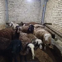 بره درجه یک