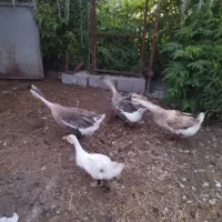 قوغاز اصیل
