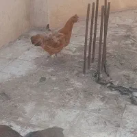مرغ و خروس