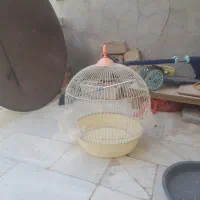 قفس