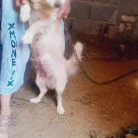 سگ  پاکوتاه