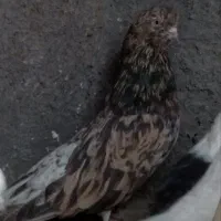 سرور ریحانی