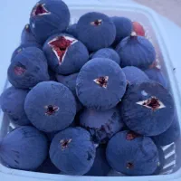 انجیرسیاه