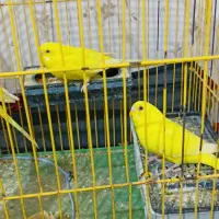 مرغ عشق هلندی