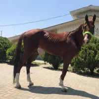 اموزش سوارکاری صفر تا صد