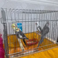 طوطی عروس هلندی