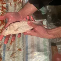 ماهی عید ماهی قرمز کوی مولد کینگ سایز