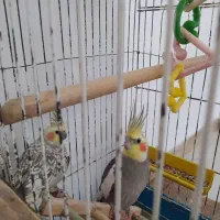 یک جفت عروس هلندی