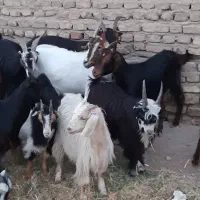 ۲۶ راس بز ابستن نربر