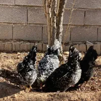 تخم نطفه دار گلین درجه ۱