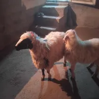 گوسفند زنده در مهر شهر بلوار ارم