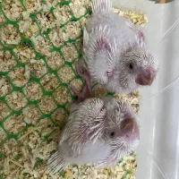 راهب سفید سرلاکی