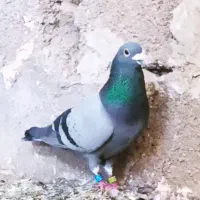 کبوتر پلاکی 10لا 12تاگلچین شده همشون ازنصل نشسته