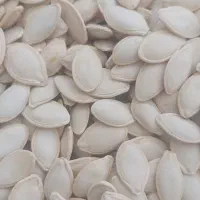 تخمه کدو